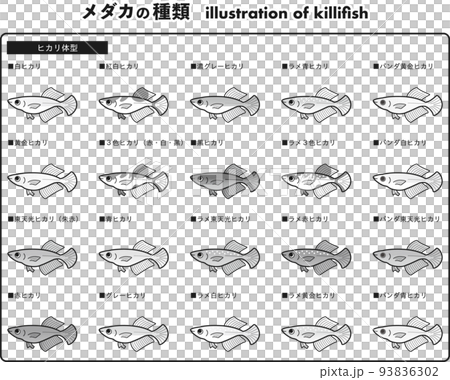 Hikari body type medaka illustration set of 20 types (black and white) 93836302