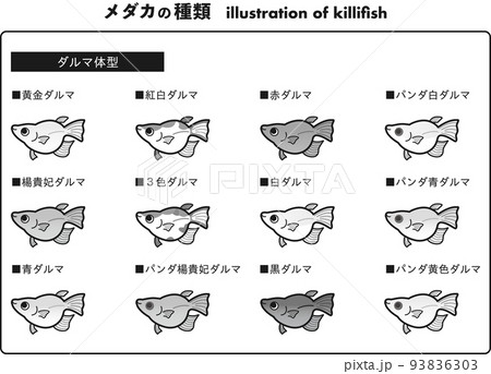 ダルマ体型のメダカ　12種イラストセット （白黒） 93836303