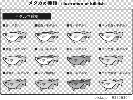 半達摩形青鱂 12 種插圖集(黑白) 半達摩形青鱂 12 種插圖集(黑白) 93836304