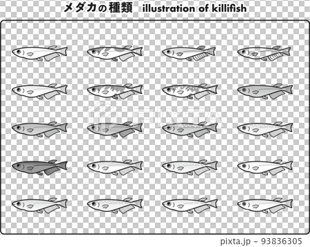 正常體鱂插圖集 20 種(黑色和白色) 正常體鱂插圖集 20 種(黑色和白色) 93836305