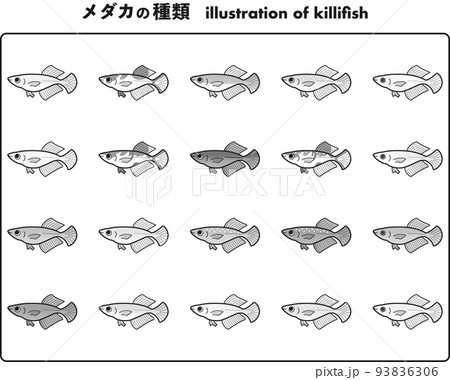 ヒカリ体型のメダカ 20種イラストセット ヒカリ体型のメダカ 20種イラストセット 93836306