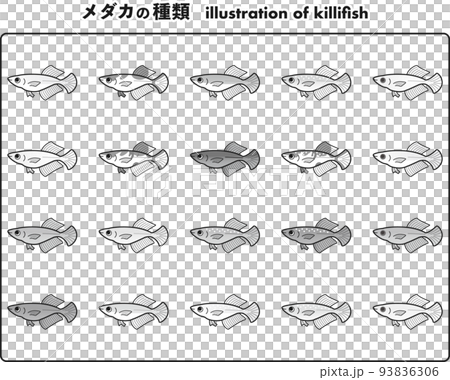 ヒカリ体型のメダカ 20種イラストセット ヒカリ体型のメダカ 20種イラストセット 93836306