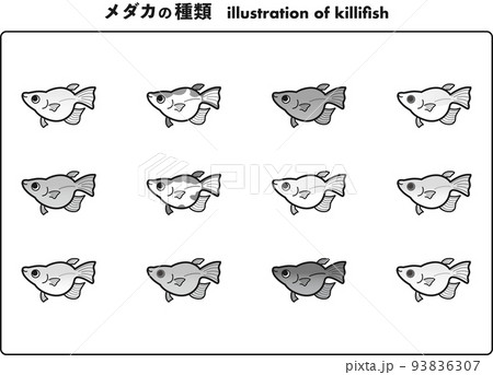 ダルマ体型のメダカ 12種イラストセット (白黒) ダルマ体型のメダカ 12種イラストセット (白黒) 93836307