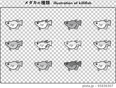 ダルマ体型のメダカ 12種イラストセット (白黒) ダルマ体型のメダカ 12種イラストセット (白黒) 93836307