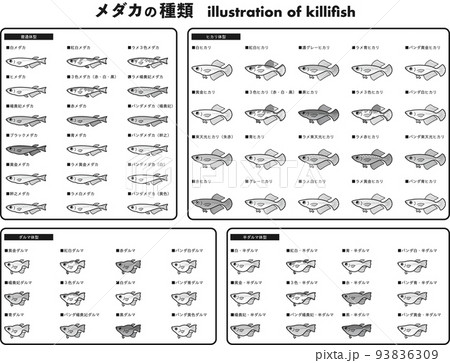 メダカの種類　62種イラストセット （白黒） 93836309