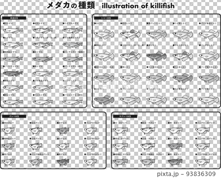 メダカの種類　62種イラストセット （白黒） 93836309