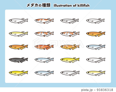 普通体型のメダカ 20種イラストセット 普通体型のメダカ 20種イラストセット 93836318