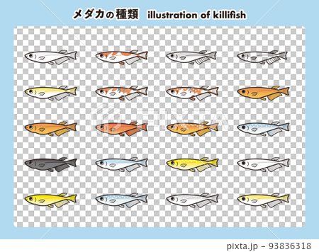 普通体型のメダカ 20種イラストセット 普通体型のメダカ 20種イラストセット 93836318