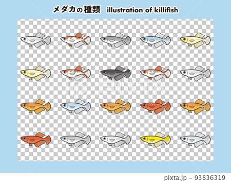 光體型鱂插圖集 20 種 光體型鱂插圖集 20 種 93836319