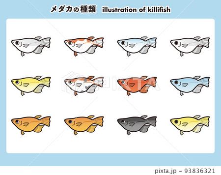 半ダルマ体型のメダカ 12種イラストセット 半ダルマ体型のメダカ 12種イラストセット 93836321