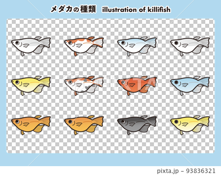 半ダルマ体型のメダカ 12種イラストセット 半ダルマ体型のメダカ 12種イラストセット 93836321