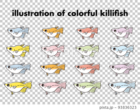 各種五顏六色的青鱂的插圖集 93836323