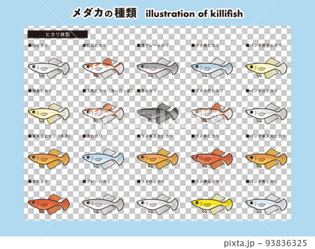Hikari body type medaka illustration set of 20 species 93836325