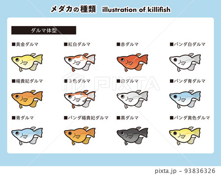 ダルマ体型のメダカ 12種イラストセット ダルマ体型のメダカ 12種イラストセット 93836326