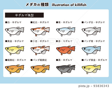 半ダルマ体型のメダカ 12種イラストセット 半ダルマ体型のメダカ 12種イラストセット 93836343