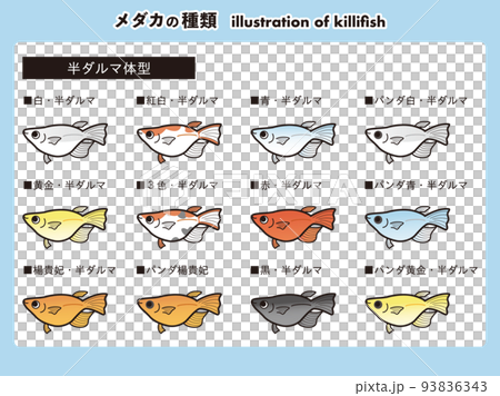 Semi-daruma-shaped medaka 12 species illustration set 93836343