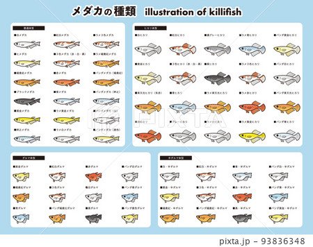 メダカの種類 62種イラストセット のイラスト素材