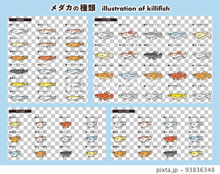 鱂魚 62 種插圖集的類型 鱂魚 62 種插圖集的類型 93836348