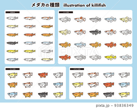 メダカの種類 62種イラストセット メダカの種類 62種イラストセット 93836349