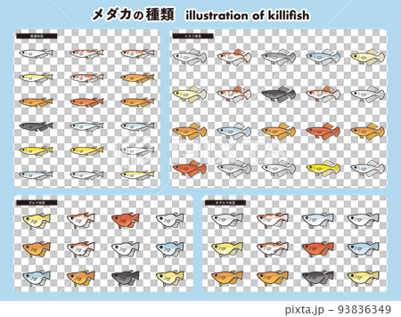 鱂魚 62 種插圖集的類型 鱂魚 62 種插圖集的類型 93836349