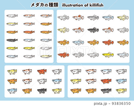 メダカの種類 62種イラストセット メダカの種類 62種イラストセット 93836350
