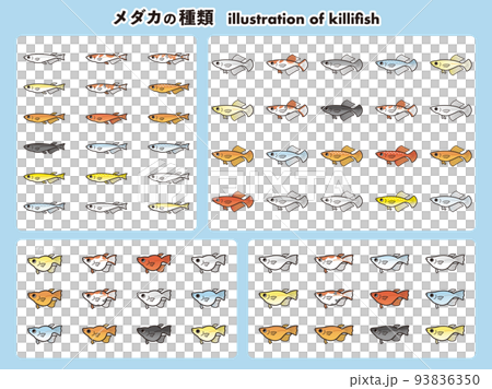 メダカの種類 62種イラストセット メダカの種類 62種イラストセット 93836350
