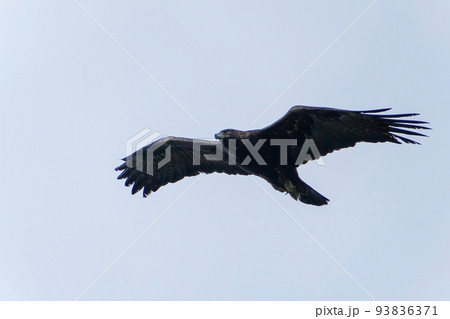 頭上を悠然と飛ぶイヌワシ成鳥 頭上を悠然と飛ぶイヌワシ成鳥 93836371