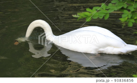 水中の餌を取る白鳥1 93836856