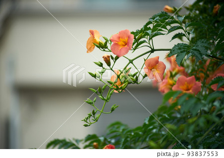 ノウゼンカズラ・花・アップ・園芸 93837553