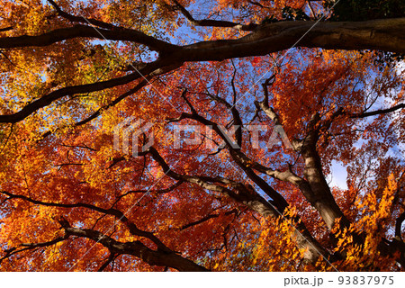 熱海梅園の紅葉 熱海梅園の紅葉 93837975