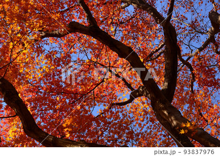 熱海梅園の紅葉 熱海梅園の紅葉 93837976