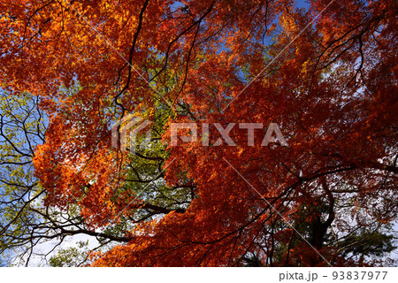 熱海梅園の紅葉 熱海梅園の紅葉 93837977