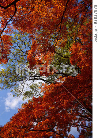 熱海梅園の紅葉 熱海梅園の紅葉 93837978