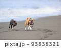 砂浜を走る犬 93838321