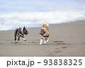 砂浜を走る犬 93838325
