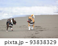 砂浜を走る犬 93838329