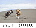砂浜を走る犬 93838331