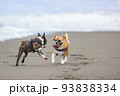 砂浜を走る犬 93838334