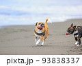 海で遊ぶ犬 93838337
