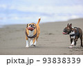 砂浜を走る犬 93838339
