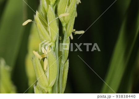 自然 植物 イネ、花です。穎が開いた中から雄しべの葯が顔を出しています 自然 植物 イネ、花です。穎が開いた中から雄しべの葯が顔を出しています 93838440