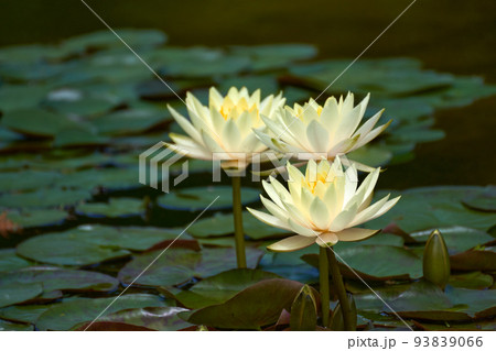 パステルカラーのスイレンの花びら パステルカラーのスイレンの花びら 93839066