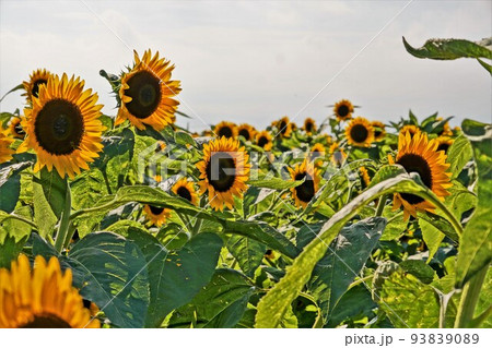 ひまわり畑 93839089