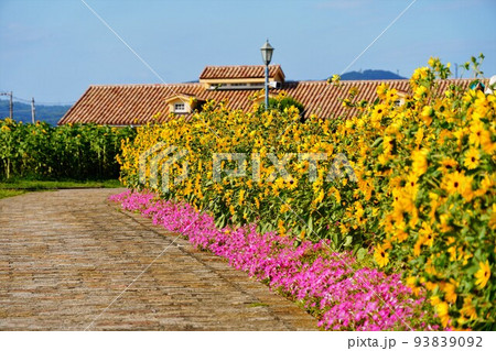ひまわりの道と欧風な家の屋根 93839092