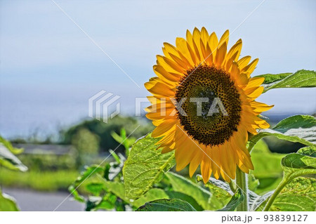 ひまわり 93839127