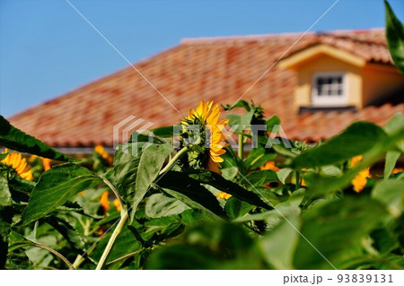 ひまわり畑と欧風な屋根 93839131