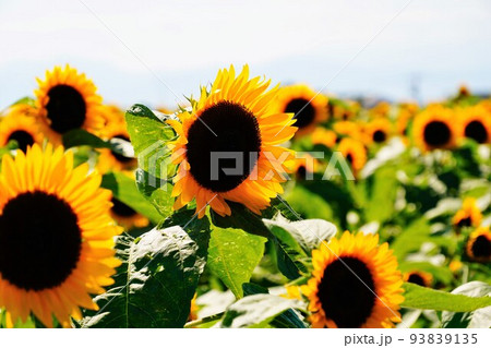 ひまわり畑 93839135