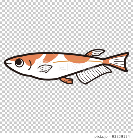 紅色和白色鱂魚的插圖 紅色和白色鱂魚的插圖 93839154