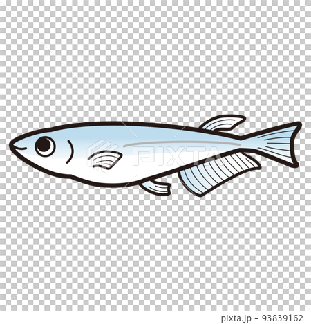 藍色鱂魚的插圖 藍色鱂魚的插圖 93839162