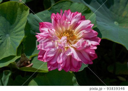 八重茶碗蓮 八重茶碗蓮 93839346